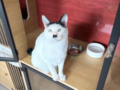-御宝贝·A梦猫科宠物医院(国际猫友好医院)
