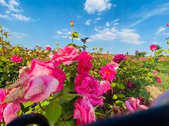 -廊坊文化艺术中心