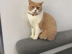 -伟伟宠物医院·CT影像中心·瑞派犬猫综合性门诊(汉口总院)