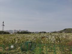 -树山生态村