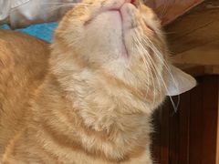 -绝城芋儿鸡(犀浦旗舰店)