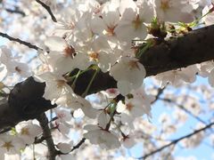 -高东镇樱花园