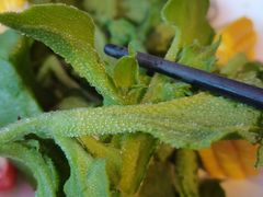 冰草-蟹榭·本帮江浙菜·蟹宴(五角场合生汇商场店)