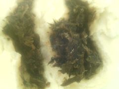 梅干菜包子-峨嵋酒家(地安门店)