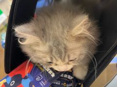 -欣宠猫屋·矮脚拿破仑·蓝金金渐层