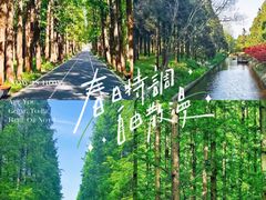 -东平国家森林公园