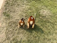 -西霞口神雕山野生动物世界