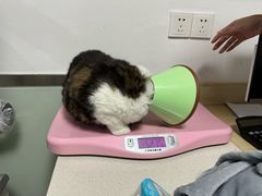 -乐派堂宠物医院·猫友好· 心脏科(东街店)