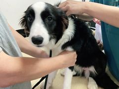 -安安宠医·安宠宠物医院