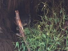 -威勒比开放式动物园