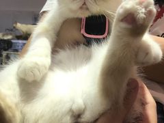 -Heymao猫咖.咖啡厅(东门店)