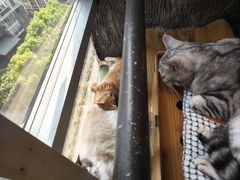 -猫猫幼稚园·撸猫·桌游·电玩