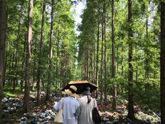 -黄海国家森林公园