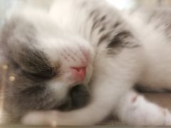 -飞行喵MR PILOT|猫舍·猫咖(静安大融城店)