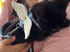 -中农国际动物医院24小时·猫科·骨科·急重症中心