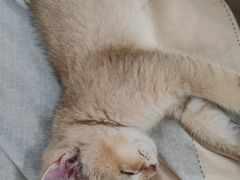 -伟伟宠物医院·CT影像中心·瑞派犬猫综合性门诊(汉口总院)
