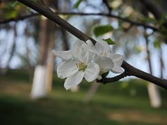 -重庆中央公园(渝北区)
