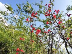 -江西阳明山国家森林公园