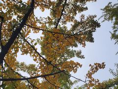 -三里屯东五街银杏大道