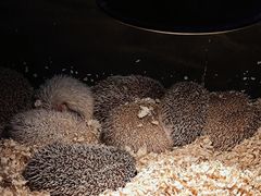 -正佳雨林生态植物园