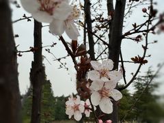 -桃花岭景区