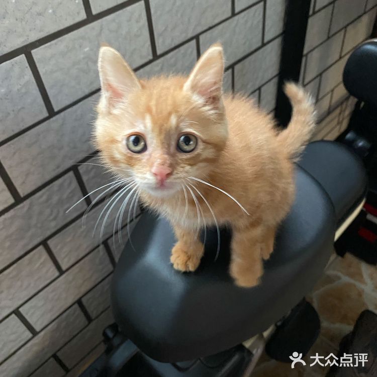 免费领养满月小橘猫，仅限北京！