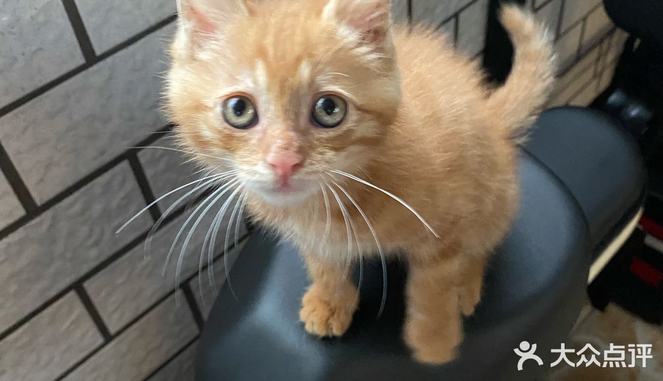 免费领养满月小橘猫，仅限北京！