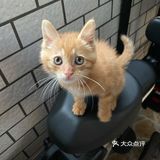 免费领养满月小橘猫，仅限北京！