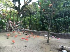 -新加坡飞禽公园