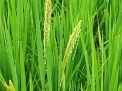 -迪茵湖田家舍生态农场