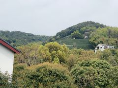 -阿巧茶庄