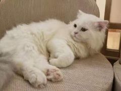 -猫和宫(六道口店)