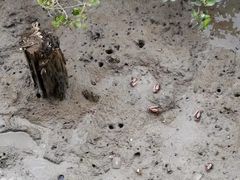 -北海金海湾红树林生态旅游区