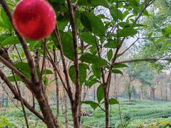-野蔓果·山野菜(西湖景区·龙井茶田店)