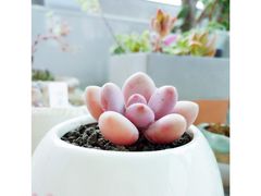 -曲阳花鸟市场(曲阳路店)
