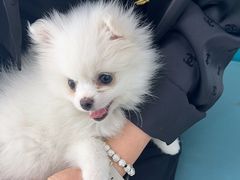 -乖乖宠物医院·猫科·急重症中心(车站北路分院)