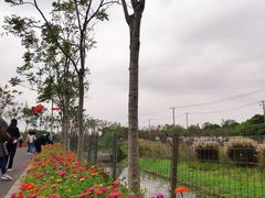 -上海长兴岛郊野公园