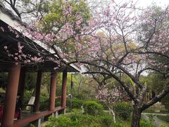 -八大山人梅湖景区