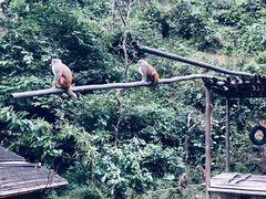 -西双版纳原始森林公园