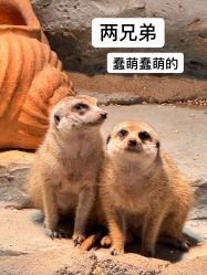 -Zoolung Zoolung动物主题公园(海信广场店)