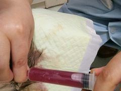 -汪喵宠物医院·骨科心脏影像·犬猫急重症ICU诊疗中心(成华分院)