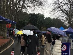 -武汉大学-樱园