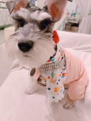 -Adore nail日式美甲美睫