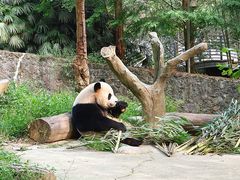 -都江堰中华大熊猫苑