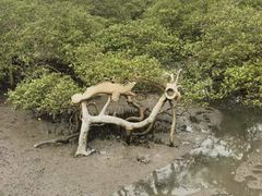 -北海金海湾红树林生态旅游区
