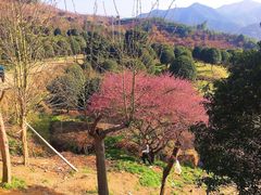 -新建村梅花