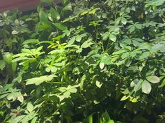 -巴奴毛肚火锅(广益哥伦布店)