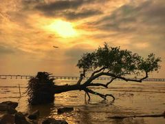 -宝安西湾红树林湿地公园