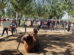 -长白岛森林公园