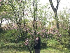 -南山植物园